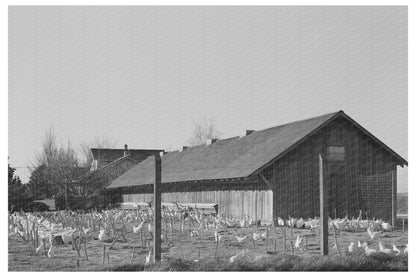 Chicken Yard with White Leghorns Sonoma County 1942 - Available at KNOWOL