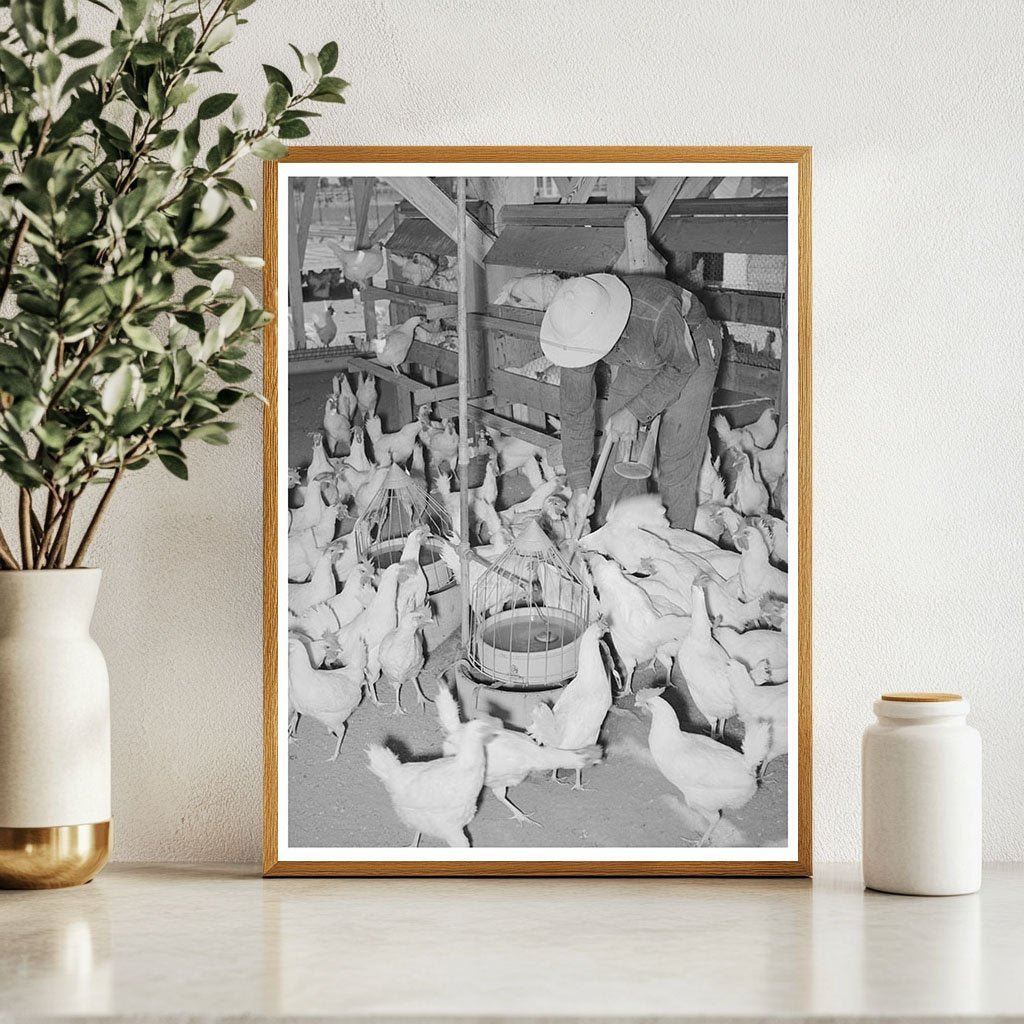 Chickens on a Farm in Chandler Arizona May 1940 - Available at KNOWOL