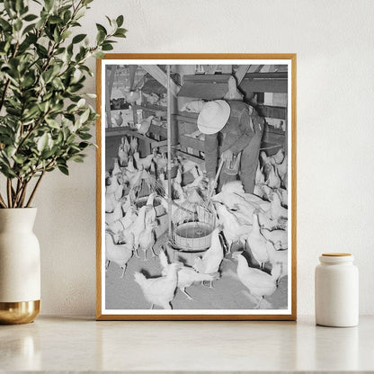 Chickens on a Farm in Chandler Arizona May 1940 - Available at KNOWOL