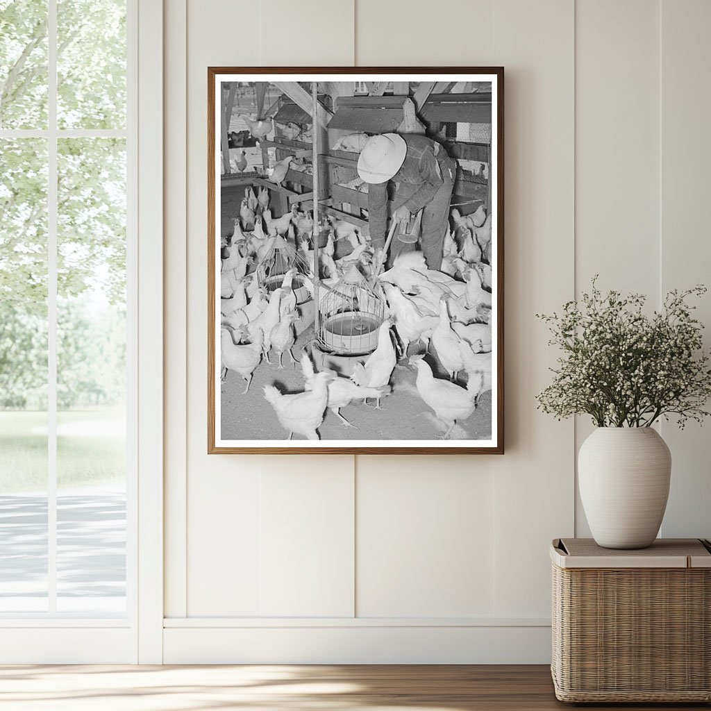 Chickens on a Farm in Chandler Arizona May 1940 - Available at KNOWOL