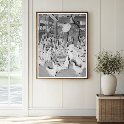 Chickens on a Farm in Chandler Arizona May 1940 - Available at KNOWOL