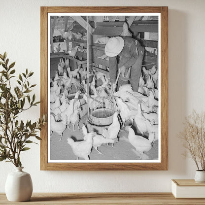 Chickens on a Farm in Chandler Arizona May 1940 - Available at KNOWOL