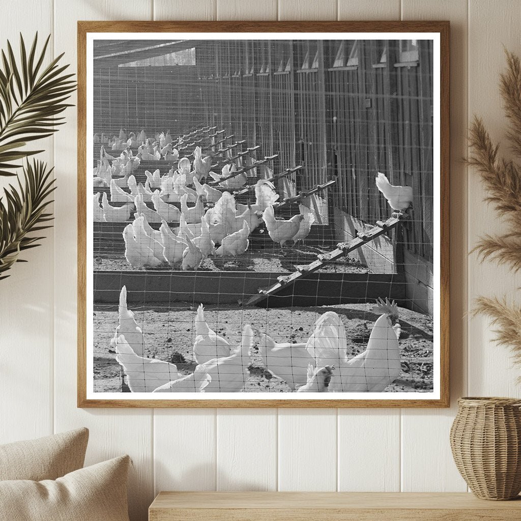 Chickens on Sonoma County Ranch January 1942 Vintage Photo - Available at KNOWOL