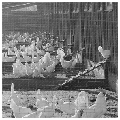 Chickens on Sonoma County Ranch January 1942 Vintage Photo - Available at KNOWOL