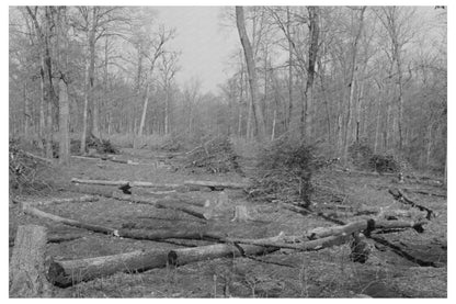 Chicot Farms Arkansas Land Clearing January 1939 - Available at KNOWOL