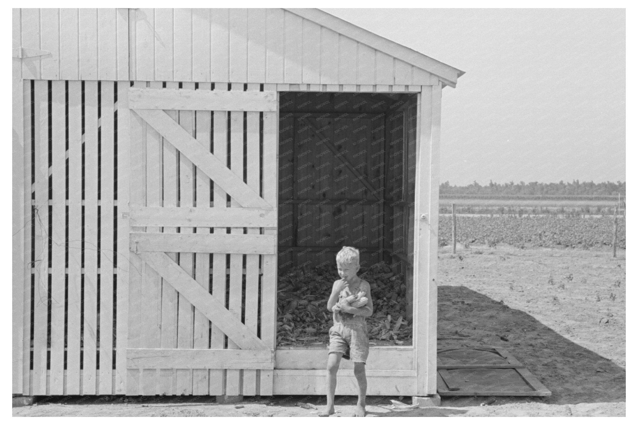 Child Collecting Corn in Southeast Missouri 1938 - Available at KNOWOL