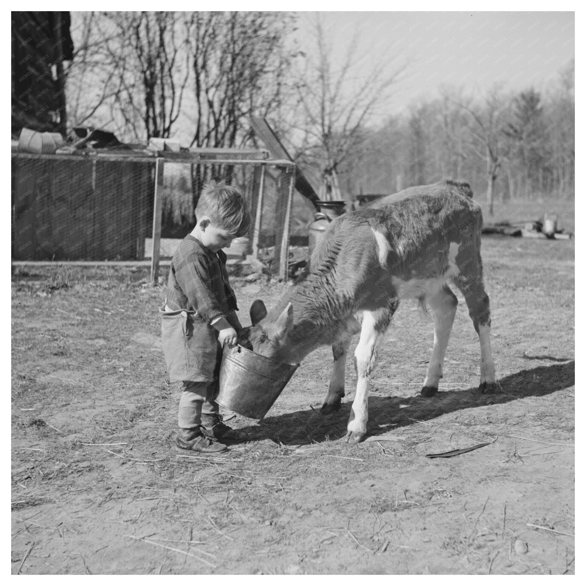 Child Feeding Calf on Farm in Gibbs City Michigan 1937 - Available at KNOWOL