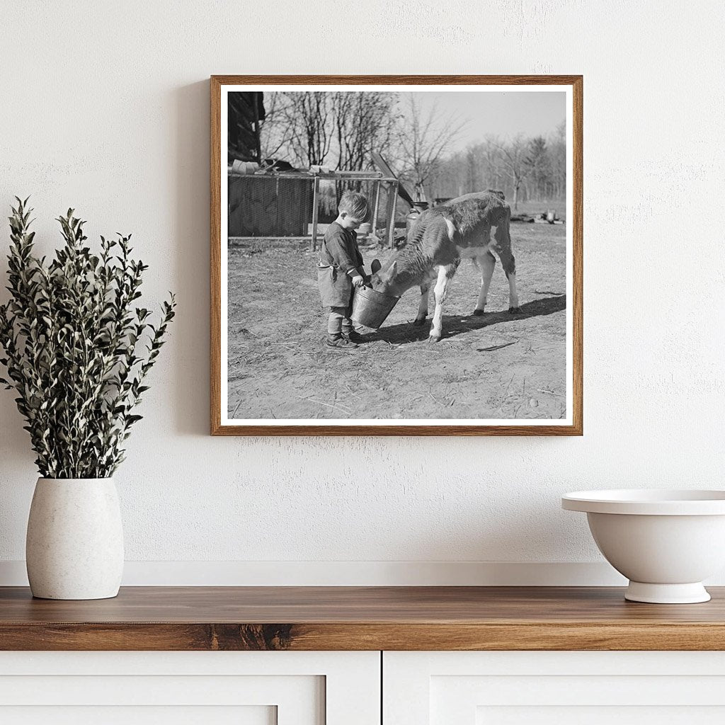 Child Feeding Calf on Farm in Gibbs City Michigan 1937 - Available at KNOWOL