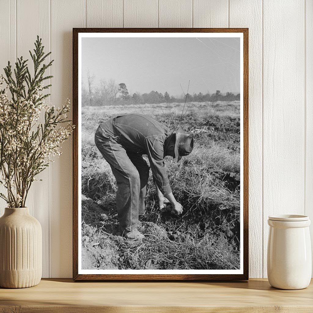 Child Gathering Sweet Potatoes Laurel Mississippi 1938 - Available at KNOWOL