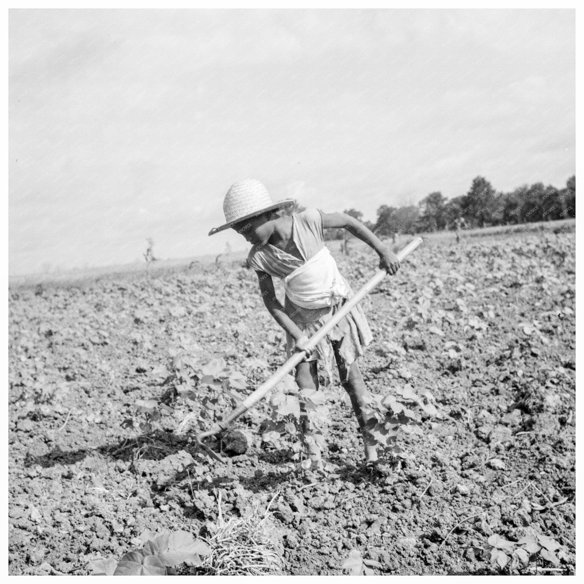 Child Labor on Alabama Farm July 1936 - Available at KNOWOL