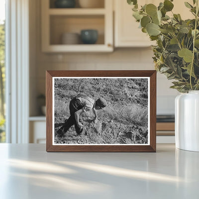 Child Picking Sweet Potatoes in Mississippi 1938 - Available at KNOWOL