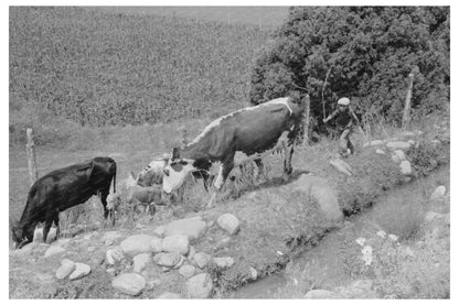 Child Tending Cows in Penasco New Mexico 1940 - Available at KNOWOL