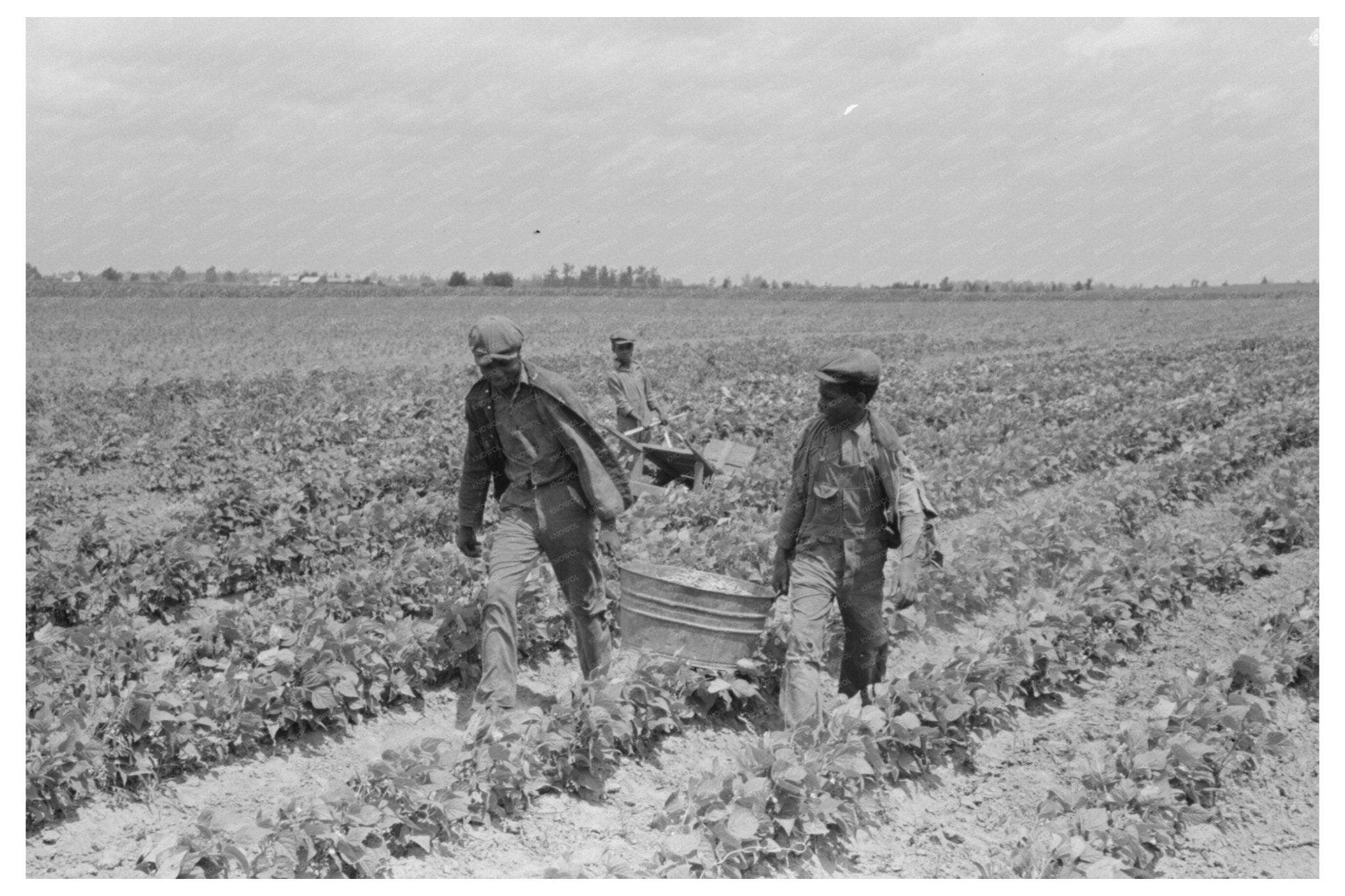 Children Harvesting String Beans Southeast Missouri 1938 - Available at KNOWOL