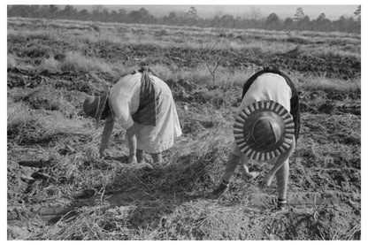 Children Harvesting Sweet Potatoes Laurel Mississippi 1938 - Available at KNOWOL