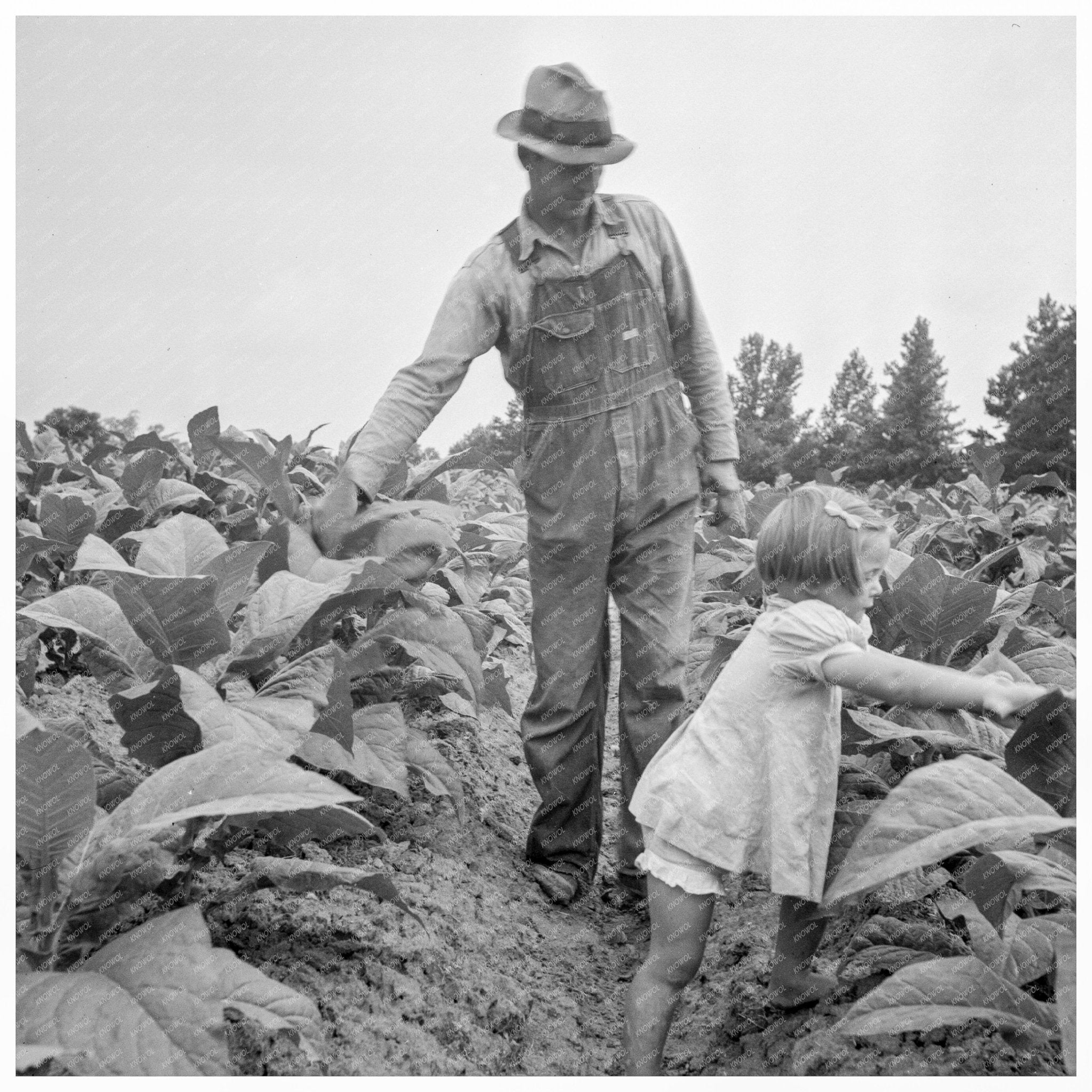 Children Helping Father in Tobacco Patch 1939 - Available at KNOWOL