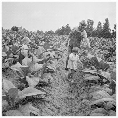 Children Helping Father in Tobacco Patch July 1939 - Available at KNOWOL