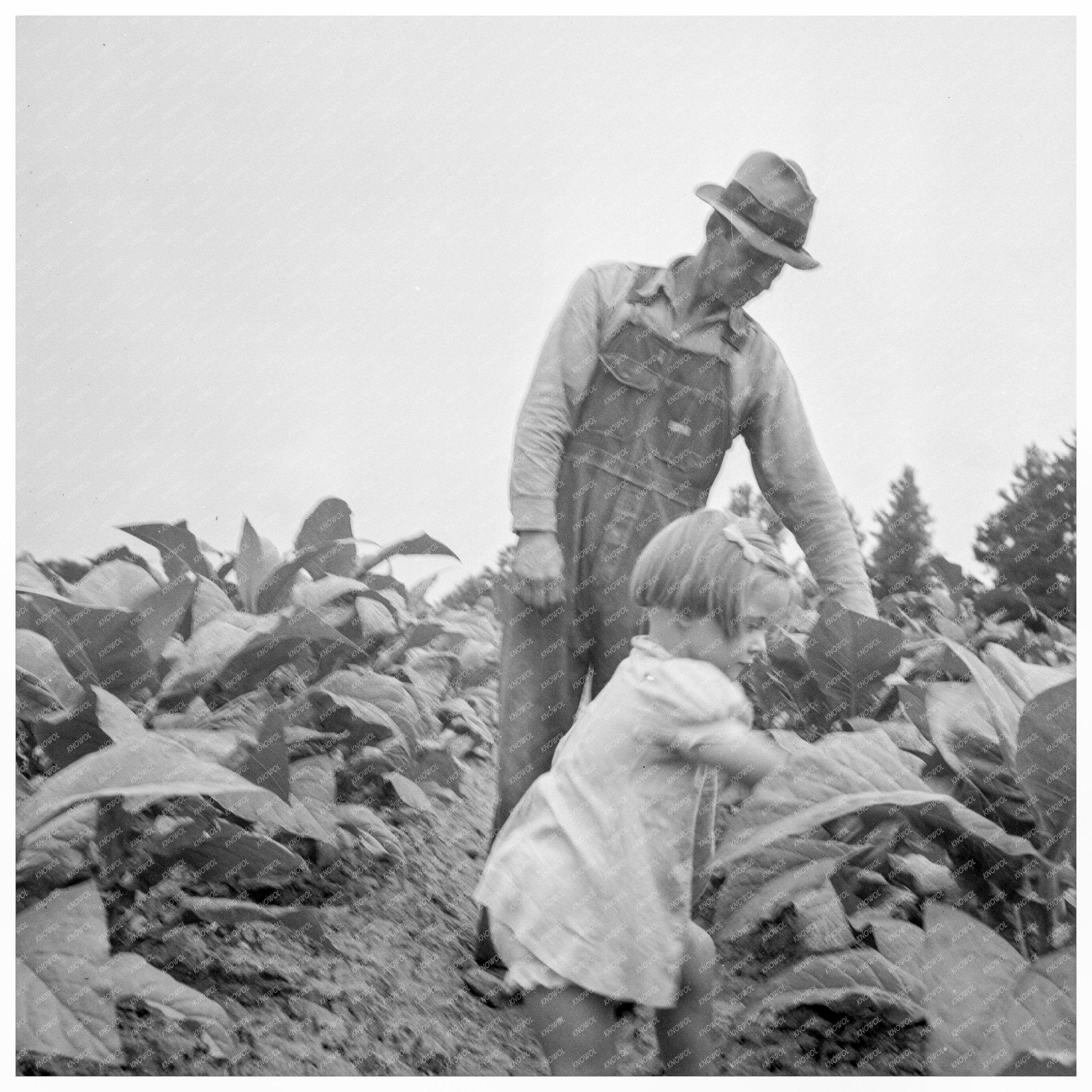 Children Helping Father in Tobacco Patch North Carolina 1939 - Available at KNOWOL