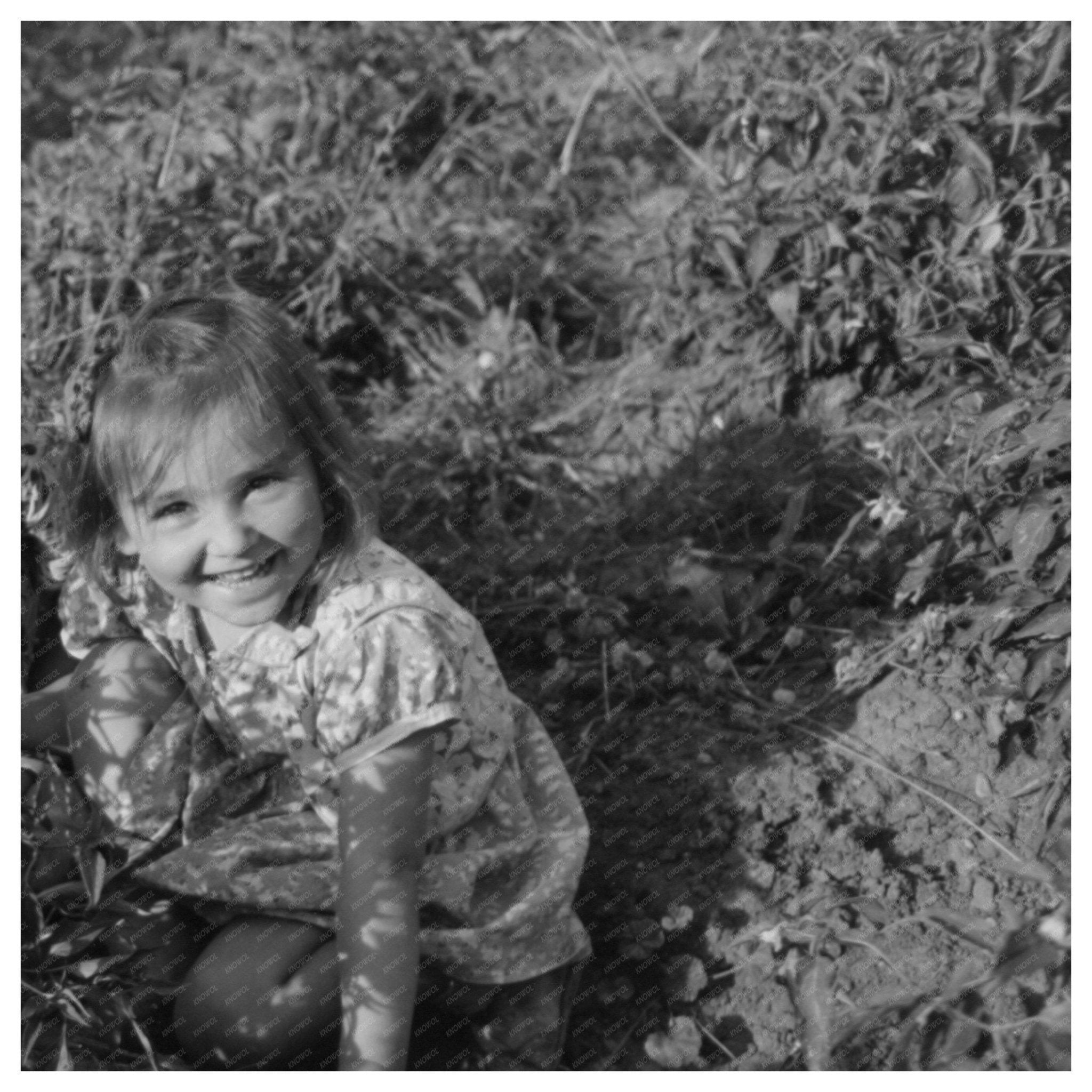 Children in Chili Pepper Field Concho Arizona 1940 - Available at KNOWOL