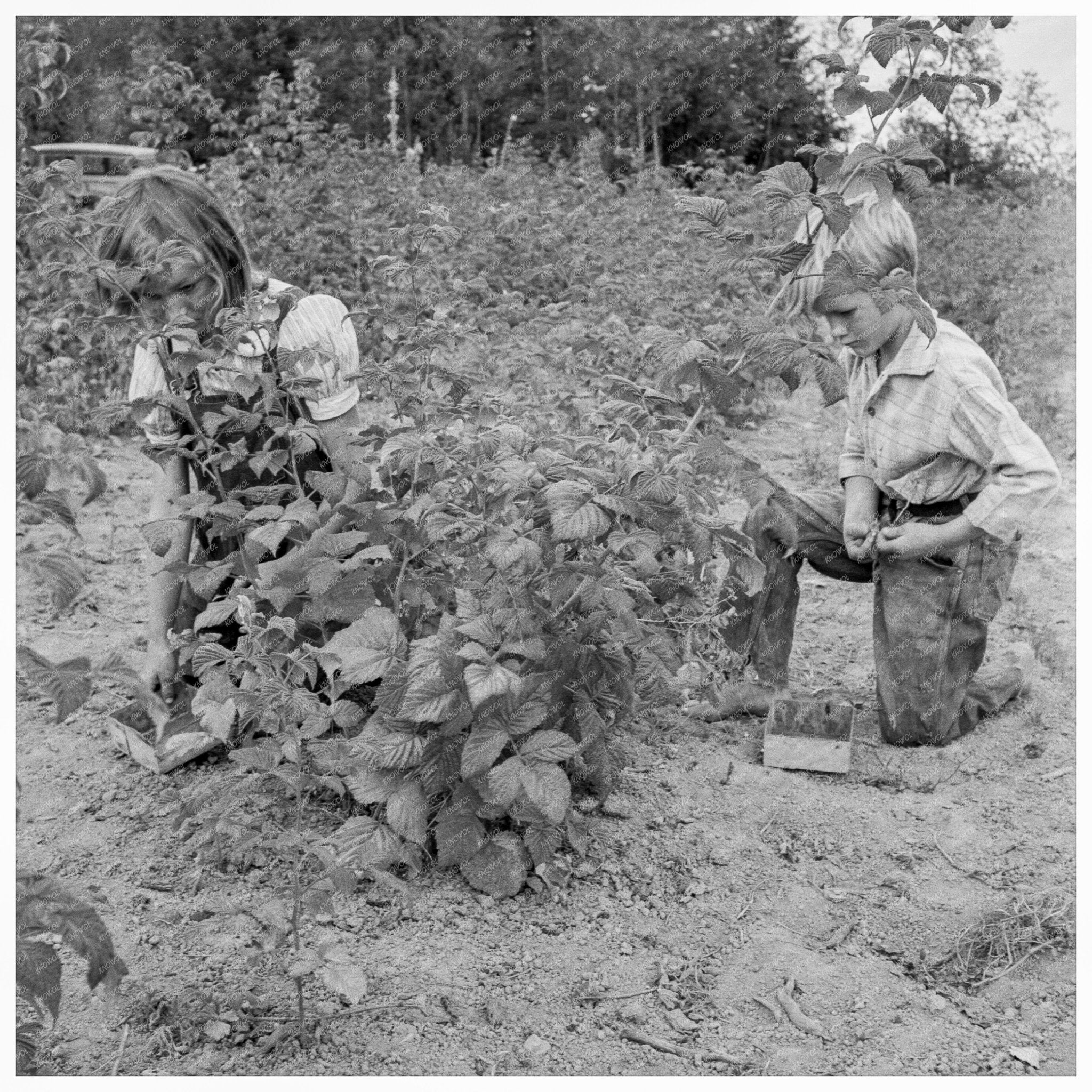 Children Picking Raspberries in Thurston County 1939 - Available at KNOWOL