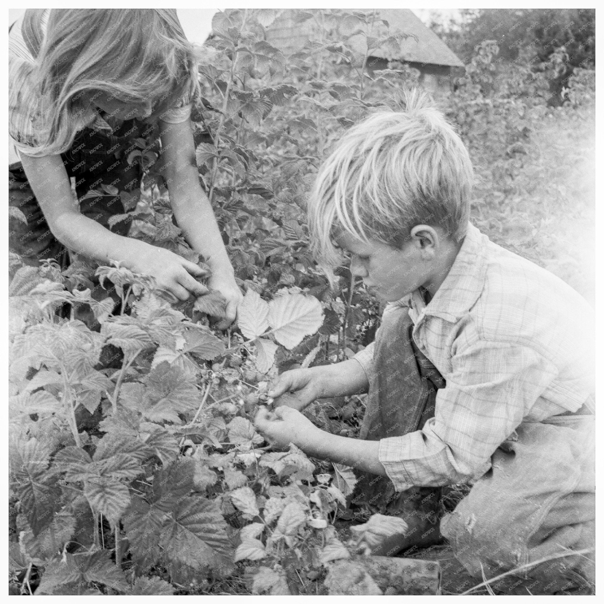 Children Picking Raspberries Thurston County 1939 - Available at KNOWOL