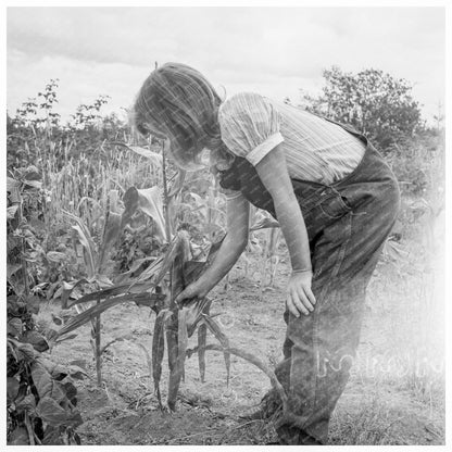 Children Raspberry Picking Thurston County August 1939 - Available at KNOWOL