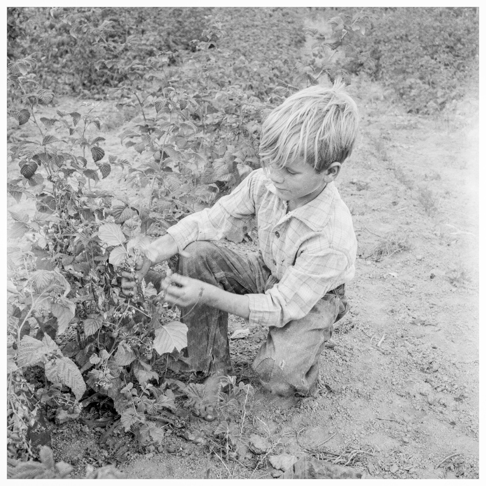 Children Raspberry Picking Thurston County Washington 1939 - Available at KNOWOL