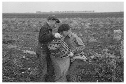 Children Working in Potato Fields East Grand Forks 1937 - Available at KNOWOL