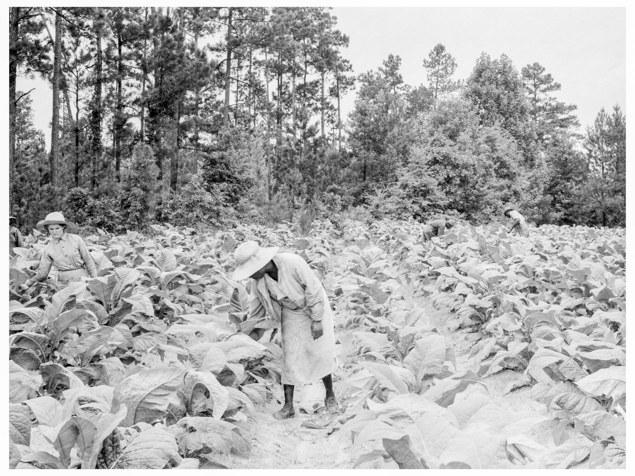 Children Working in Tobacco Field Granville County 1939 - Available at KNOWOL