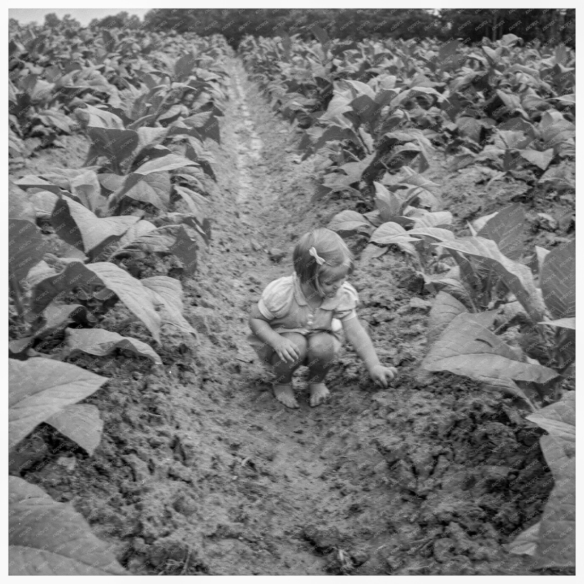 Children Working in Tobacco Patch North Carolina 1939 - Available at KNOWOL