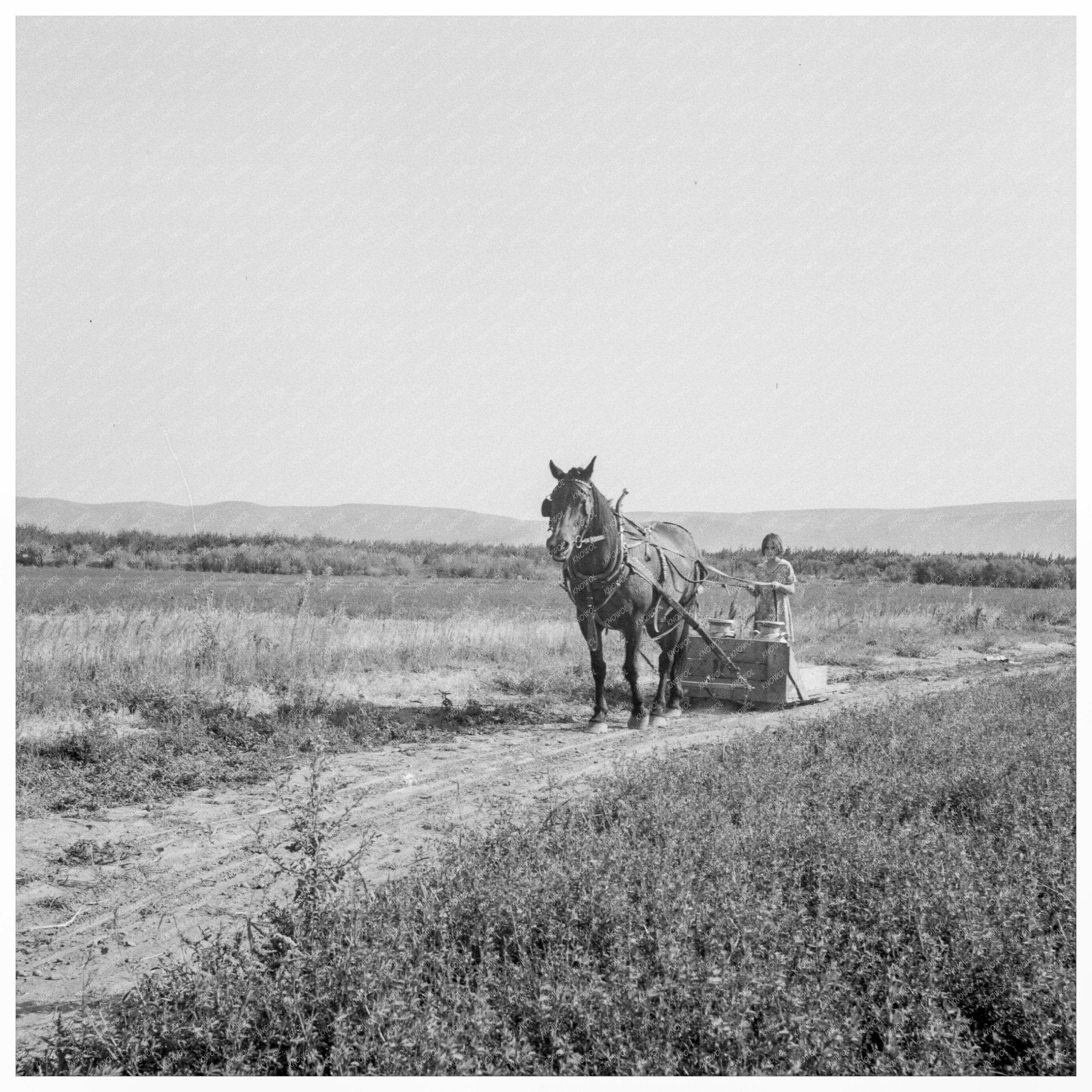 Children Working on a Farm Yakima Valley 1939 - Available at KNOWOL