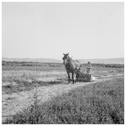 Children Working on a Farm Yakima Valley 1939 - Available at KNOWOL