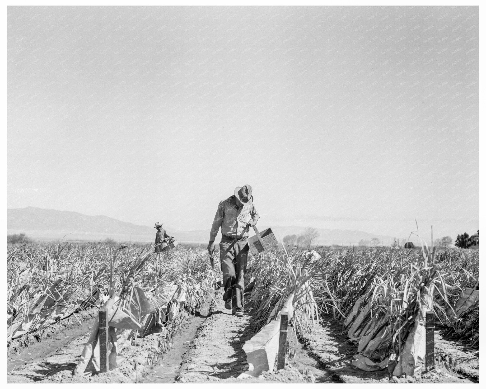 Chili Field Farming in Imperial Valley 1937 - Available at KNOWOL