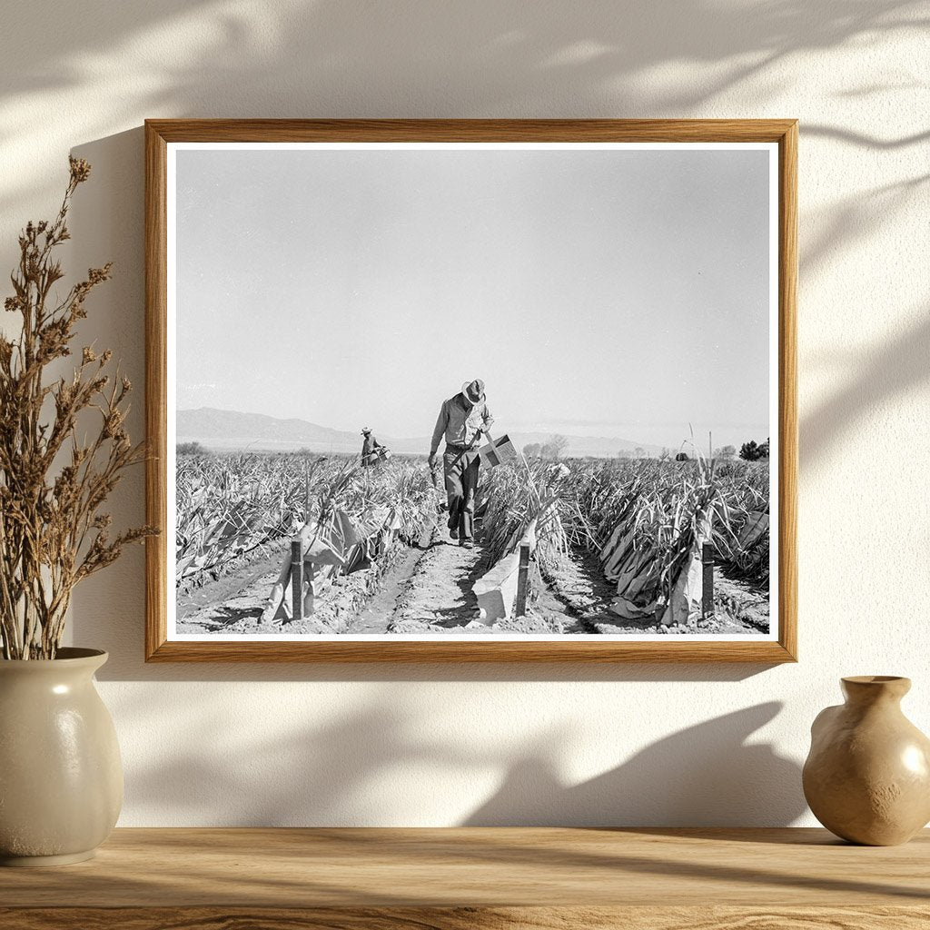 Chili Field Farming in Imperial Valley 1937 - Available at KNOWOL