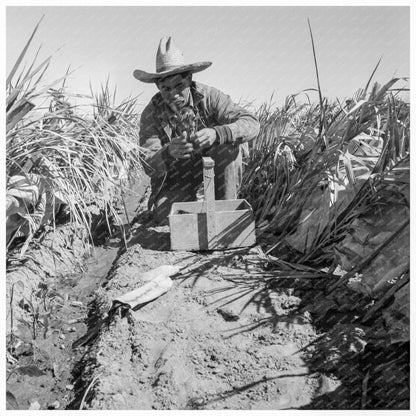 Chili Field Replanting in Imperial Valley California 1937 - Available at KNOWOL