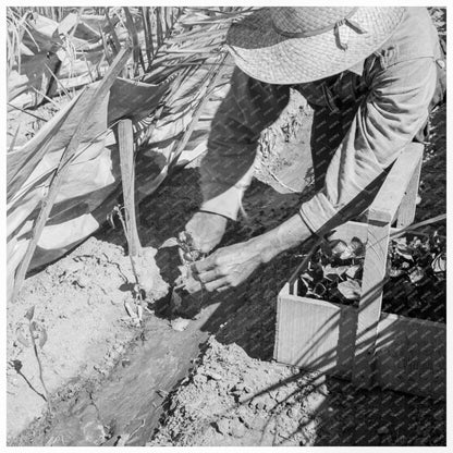 Chili Field Workers in Imperial Valley 1937 - Available at KNOWOL