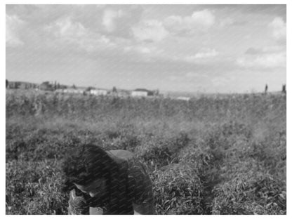 Chili Pepper Picking in Concho Arizona 1940 - Available at KNOWOL