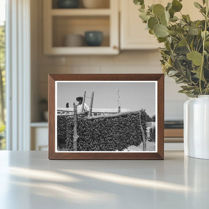 Chili Peppers Drying in Isleta New Mexico 1940 - Available at KNOWOL