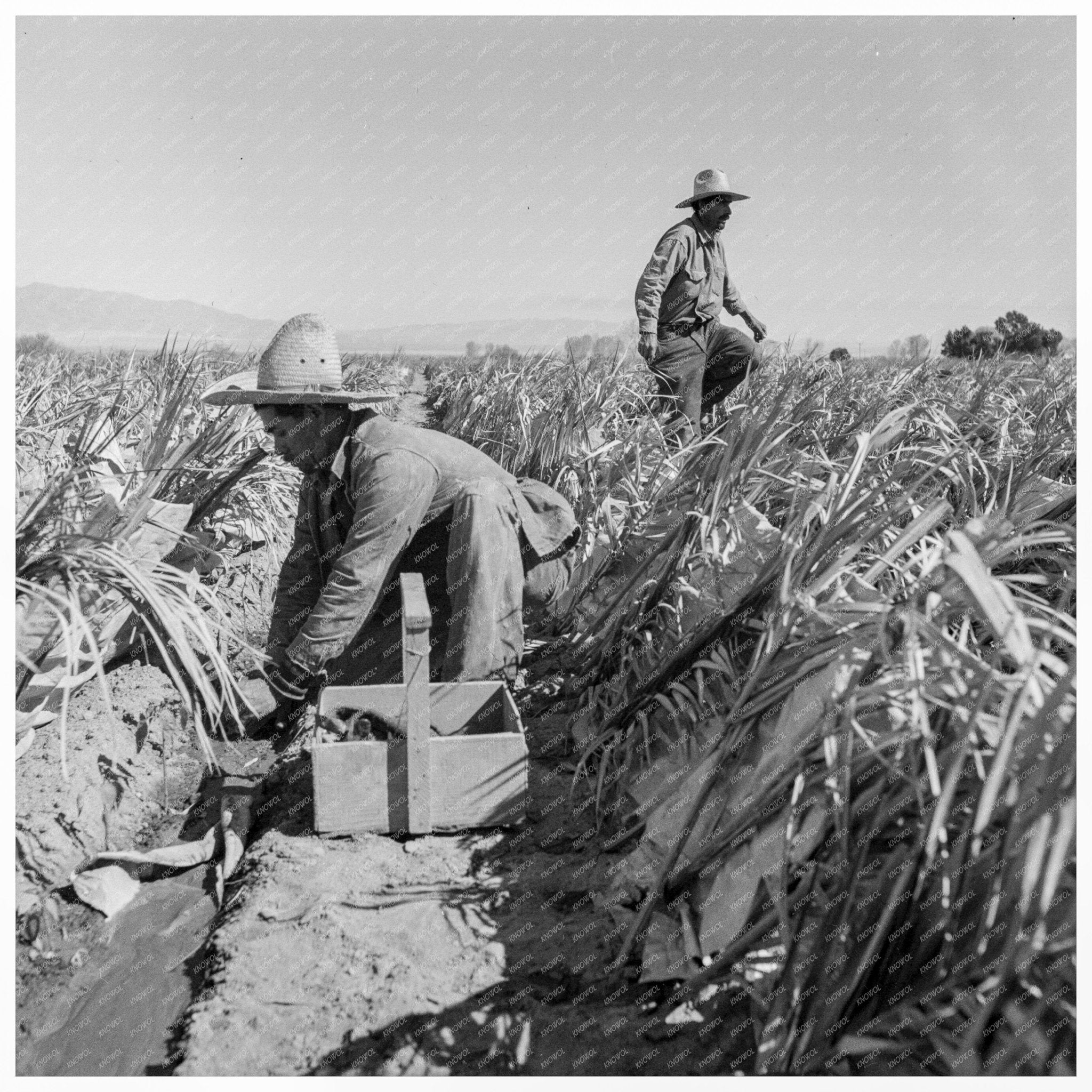 Chili Plant Replanting in Imperial Valley 1937 - Available at KNOWOL