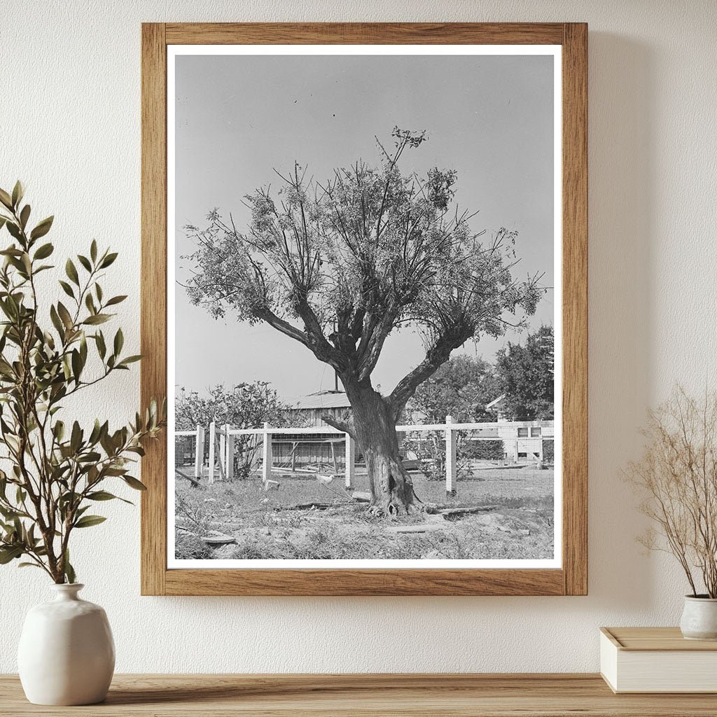 Chinaberry Tree in Crowley Louisiana 1938 - Available at KNOWOL