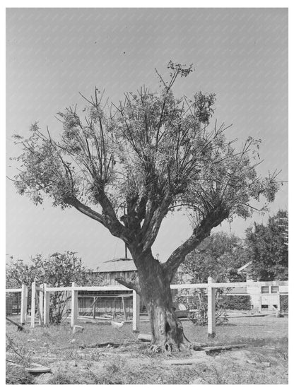Chinaberry Tree in Crowley Louisiana 1938 - Available at KNOWOL
