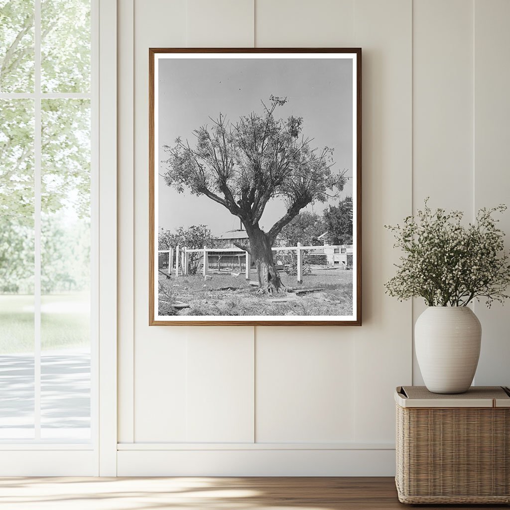 Chinaberry Tree in Crowley Louisiana 1938 - Available at KNOWOL