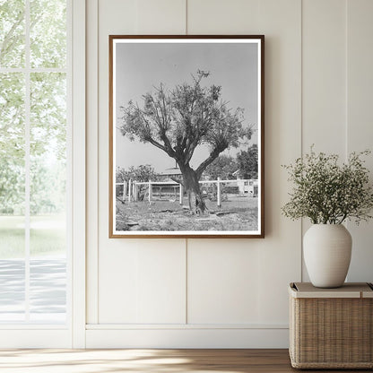Chinaberry Tree in Crowley Louisiana 1938 - Available at KNOWOL