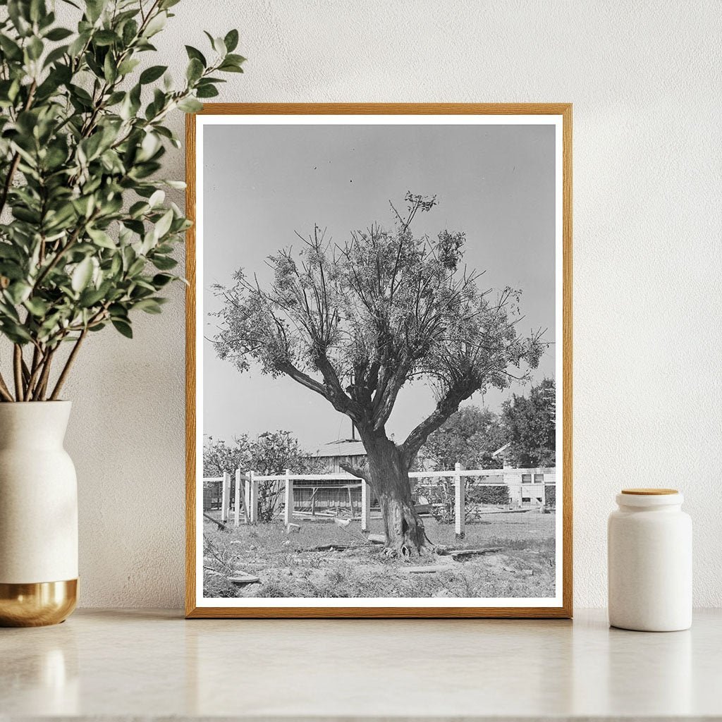 Chinaberry Tree in Crowley Louisiana 1938 - Available at KNOWOL