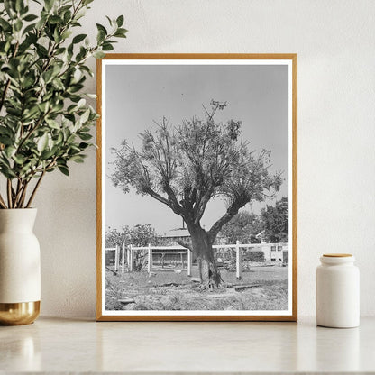 Chinaberry Tree in Crowley Louisiana 1938 - Available at KNOWOL