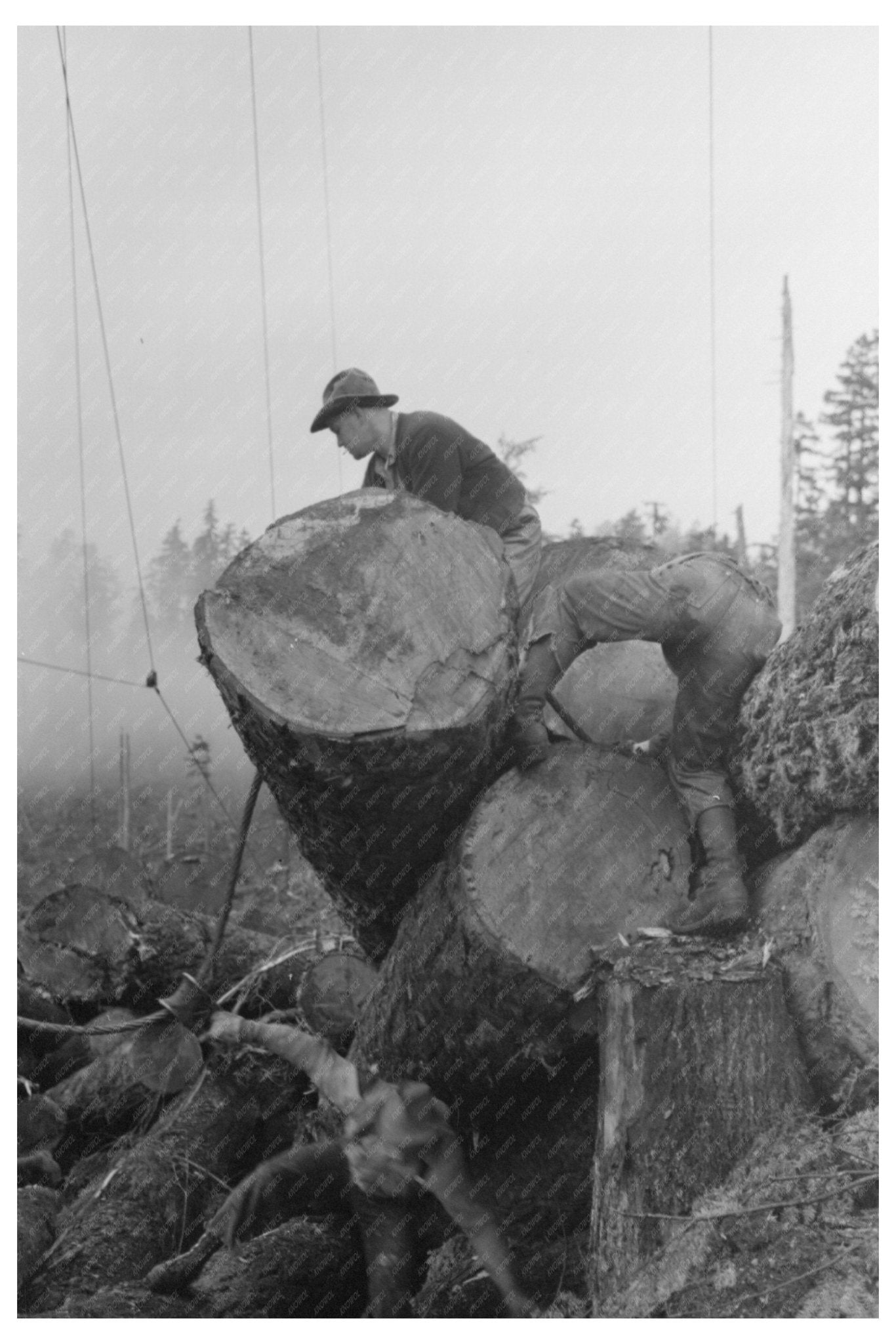 Choker Loop Logging Operation Cowlitz County 1941 - Available at KNOWOL