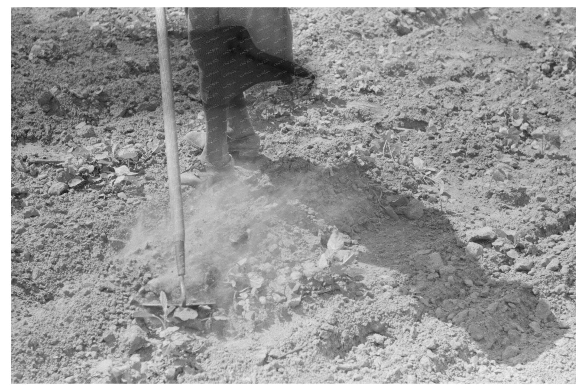 Chopping Cotton in New Madrid County Missouri May 1938 - Available at KNOWOL