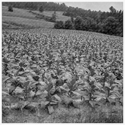 Cigarette Tobacco Field in Upchurch North Carolina 1939 - Available at KNOWOL