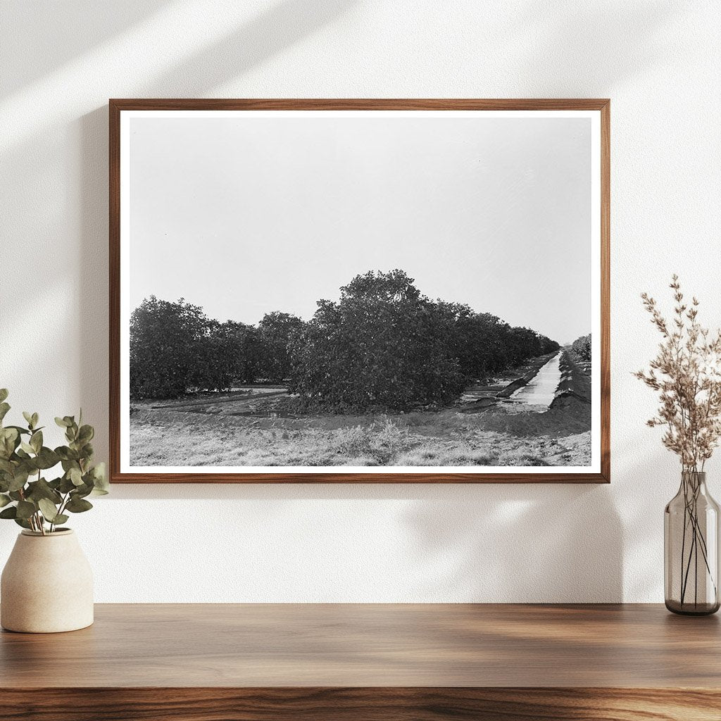Citrus Orchard Irrigation in San Juan Texas 1939 - Available at KNOWOL