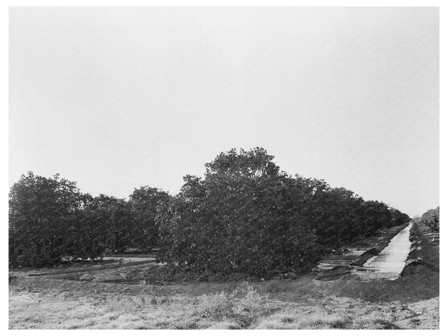 Citrus Orchard Irrigation in San Juan Texas 1939 - Available at KNOWOL