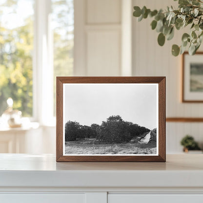 Citrus Orchard Irrigation in San Juan Texas 1939 - Available at KNOWOL